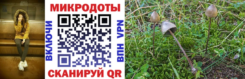 цена   Миньяр  Галлюциногенные грибы Psilocybine cubensis 